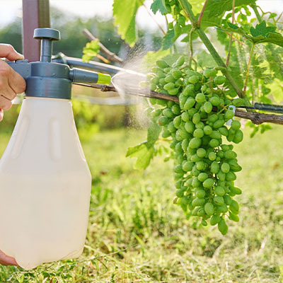 Подкормка винограда — 6 подсказок, чтобы ягоды были крупнее и слаще