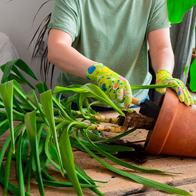 Як обрізати й розсадити юку садову — 8 порад від досвідчених садівників