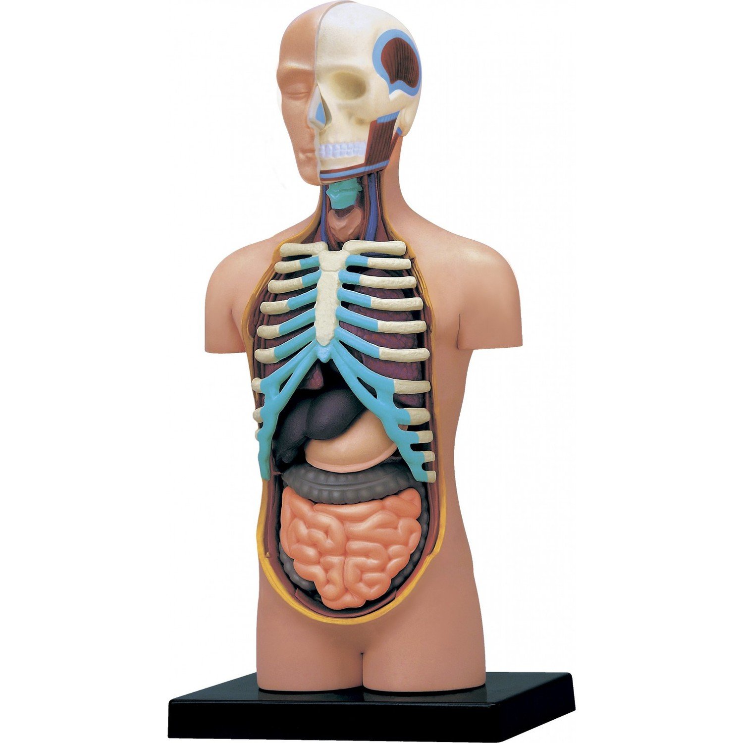 Объемная анатомическая модель 4D Master Торс человека (26051) фото 