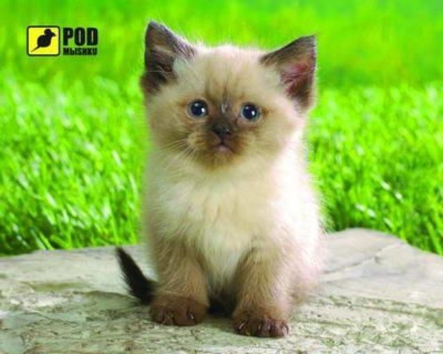  Килимок для мишки Podmyshku Сіамський котик (4820148150896) фото